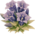 Genziana