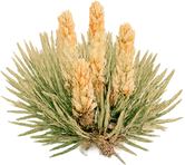 Germogli di Pino