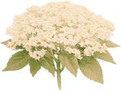 Fiori di Sambuco