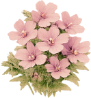 Malva
