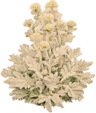 Rosa Alpina